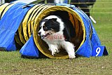 Canis zondag