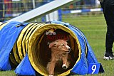 Canis zondag