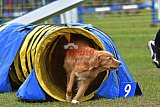 Canis zondag