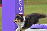 Canis zondag