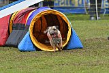 Canis zondag