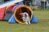 Canis zondag