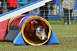 Canis zondag