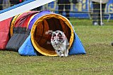 Canis zondag