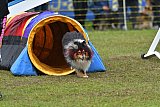 Canis zondag