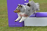 Canis zondag