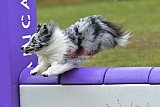 Canis zondag