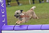 Canis zondag