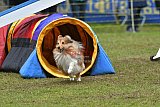 Canis zondag