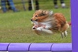 Canis zondag