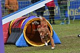 Canis zondag