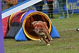 Canis zondag