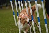 Canis zondag