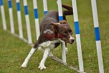 Canis zondag