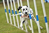 Canis zondag