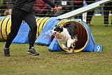 Canis zondag