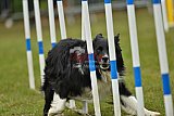 Canis zondag