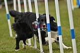 Canis zondag