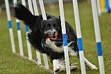 Canis zondag