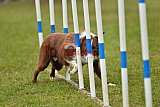 Canis zondag