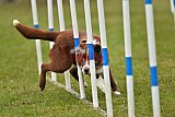 Canis zondag