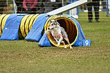 Canis zondag