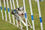 Canis zondag