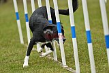 Canis zondag