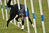 Canis zondag