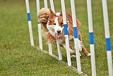 Canis zondag