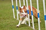 Canis zondag
