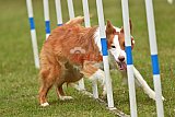 Canis zondag