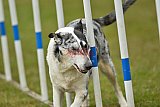 Canis zondag