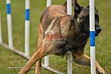 Canis zondag