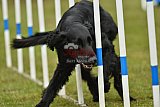 Canis zondag