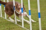 Canis zondag