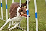 Canis zondag