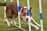 Canis zondag