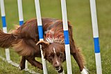 Canis zondag