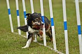 Canis zondag