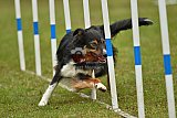 Canis zondag