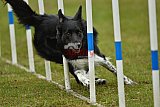 Canis zondag