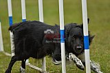 Canis zondag