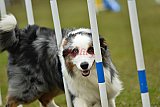 Canis zondag