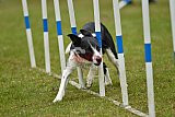 Canis zondag