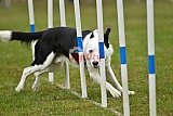 Canis zondag