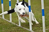 Canis zondag