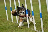 Canis zondag