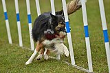 Canis zondag