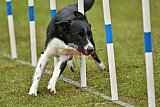 Canis zondag